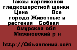 Таксы карликовой гладкошерстной щенки › Цена ­ 20 000 - Все города Животные и растения » Собаки   . Амурская обл.,Мазановский р-н